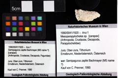 Foto (Objket + Etiketten) von Brachyura indet. 